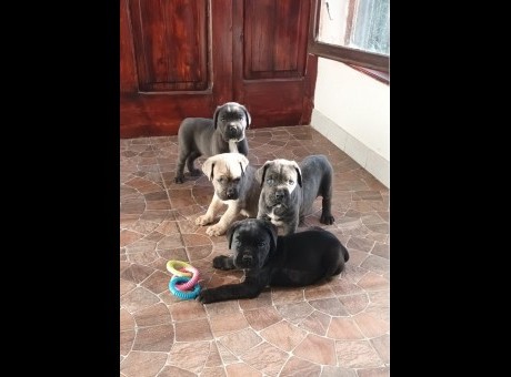 1  canecorsojn0925.jpg